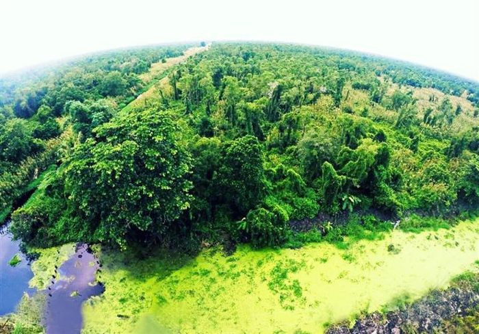 Là một phần của rừng nguyên sinh U Minh, vườn quốc gia U Minh Hạ cũng là nơi lý tưởng để những bước chân phiêu lưu mạo hiểm tìm về khám phá thiên nhiên hoang dại. Từng được mệnh danh là nơi "muỗi kêu như sáo thổi, đỉa lội tựa bánh canh", vườn quốc gia U Minh Hạ ngày nay còn là điểm du lịch sinh thái nổi tiếng, đem tới cho du khách những phút giây nghỉ ngơi thư giãn và sảng khoái. (Ảnh: @nguyen_thu1011)