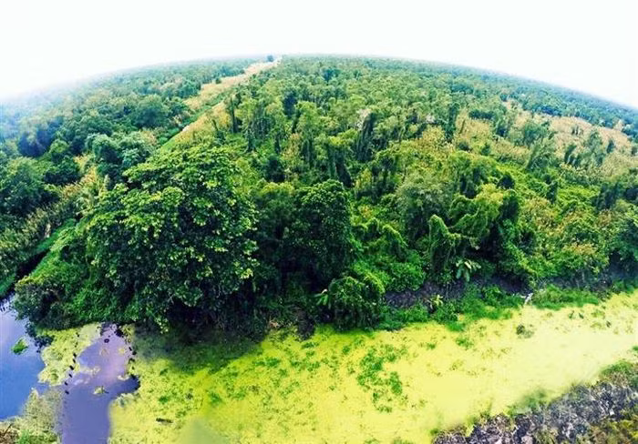 Là một phần của rừng nguyên sinh U Minh, vườn quốc gia U Minh Hạ cũng là nơi lý tưởng để những bước chân phiêu lưu mạo hiểm tìm về khám phá thiên nhiên hoang dại. Từng được mệnh danh là nơi "muỗi kêu như sáo thổi, đỉa lội tựa bánh canh", vườn quốc gia U Minh Hạ ngày nay còn là điểm du lịch sinh thái nổi tiếng, đem tới cho du khách những phút giây nghỉ ngơi thư giãn và sảng khoái. (Ảnh: @nguyen_thu1011)