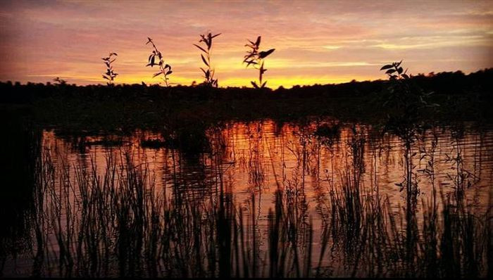 Thưởng thức đặc sản rừng U Minh Cà Mau ngay tại chỗ chắc chắn sẽ là sức hút khó cưỡng với du khách. Bạn sẽ được theo chân những người thợ vào rừng lấy mật ong hoặc ngồi dưới tán cây rừng lai rai cá lóc nướng trui, bồn bồn muối, chuột đồng chiên cùng rượu trái giác cũng rất thú vị. (Ảnh: @15.meost)