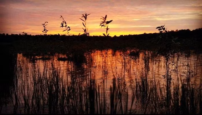 Thưởng thức đặc sản rừng U Minh Cà Mau ngay tại chỗ chắc chắn sẽ là sức hút khó cưỡng với du khách. Bạn sẽ được theo chân những người thợ vào rừng lấy mật ong hoặc ngồi dưới tán cây rừng lai rai cá lóc nướng trui, bồn bồn muối, chuột đồng chiên cùng rượu trái giác cũng rất thú vị. (Ảnh: @15.meost)