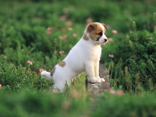 Thời điểm này, vận trình tươi sáng, vạn sự như ý. Mọi chuyện đều diễn ra thuận lợi, đúng như ý con giáp này, hay nói cách khác là mọi chuyện đều nằm trong tầm kiểm soát của tuổi Tuất. 