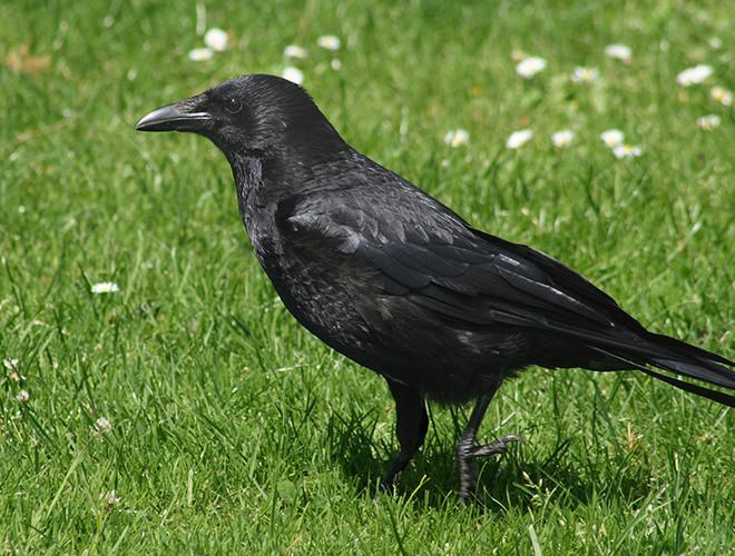 Được xếp vào nhóm động vật thông minh nhất hành tinh, quạ là loài duy nhất không thuộc linh trưởng mà có thể tạo và sử dụng công cụ lao động.