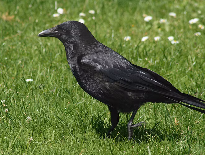 Được xếp vào nhóm động vật thông minh nhất hành tinh, quạ là loài duy nhất không thuộc linh trưởng mà có thể tạo và sử dụng công cụ lao động.