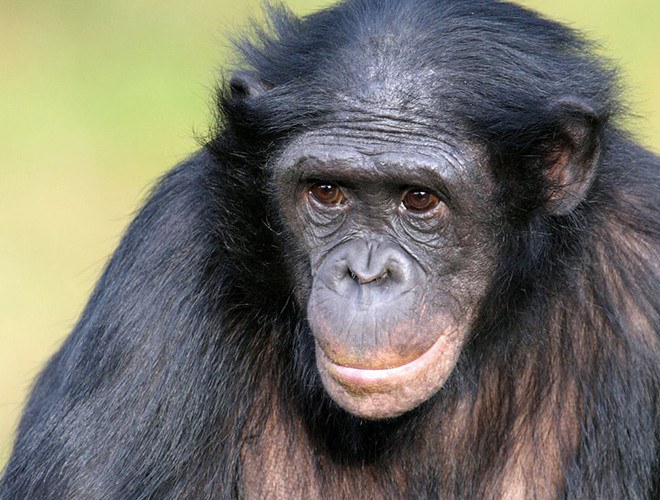 Một nghiên cứu của Đại học Tokyo năm 2007 đã chỉ ra, khi còn nhỏ, tinh tinh thể hiện khả năng siêu đẳng trong việc ghi nhớ hình ảnh với độ chính xác cực cao dù chỉ nhìn trong khoảng thời gian ngắn.