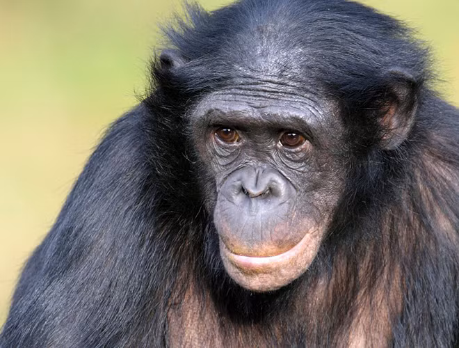 Một nghiên cứu của Đại học Tokyo năm 2007 đã chỉ ra, khi còn nhỏ, tinh tinh thể hiện khả năng siêu đẳng trong việc ghi nhớ hình ảnh với độ chính xác cực cao dù chỉ nhìn trong khoảng thời gian ngắn.