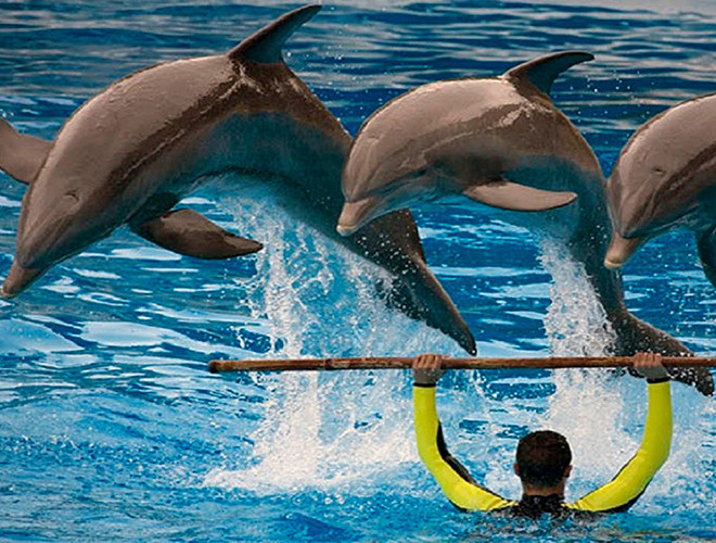 Theo các nhà nghiên cứu, cá heo có những tập tính liên kết xã hội phức tạp. Chúng tổ chức bầy đàn, lập chiến lược săn mồi và phân công, tổ chức vai trò các cá thể trong đàn một cách khoa học, rõ ràng. Thậm chí các nhà khoa học còn phát hiện cá heo cũng có "siêu nhận thức" như con người, có khả năng lĩnh hội ngôn ngữ và biết cảm thông.