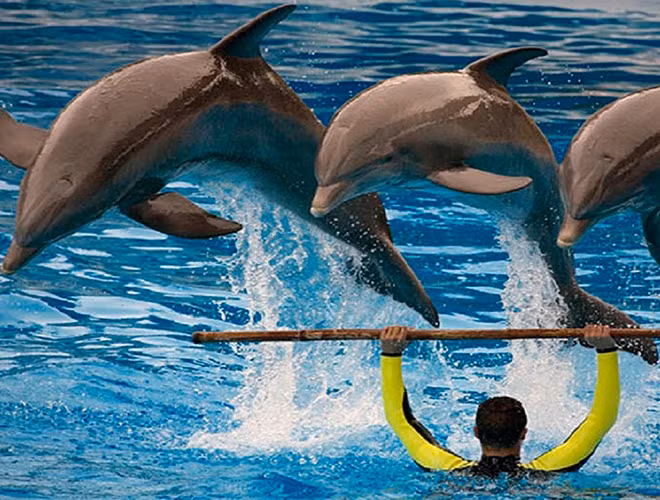 Theo các nhà nghiên cứu, cá heo có những tập tính liên kết xã hội phức tạp. Chúng tổ chức bầy đàn, lập chiến lược săn mồi và phân công, tổ chức vai trò các cá thể trong đàn một cách khoa học, rõ ràng. Thậm chí các nhà khoa học còn phát hiện cá heo cũng có "siêu nhận thức" như con người, có khả năng lĩnh hội ngôn ngữ và biết cảm thông.