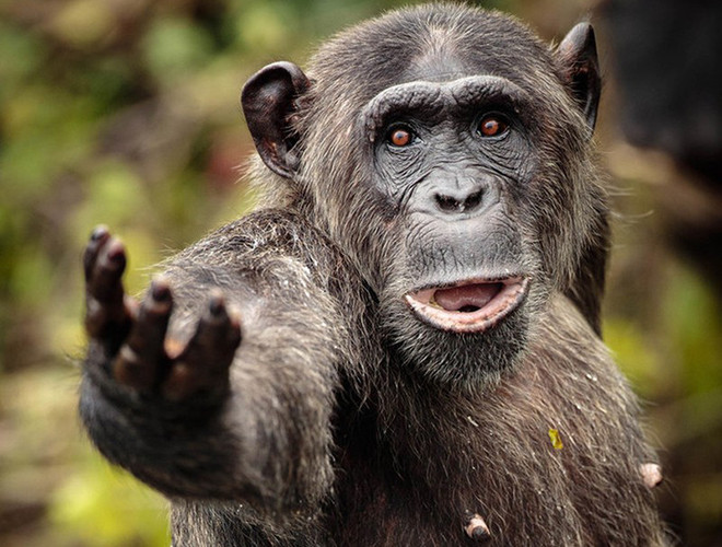 Cụ thể, các nhà nghiên cứu cho một nhóm tinh tinh bao gồm các cá thể trưởng thành và cá thể mới lớn "so tài" với sinh viên đại học. Yêu cầu đưa ra là ghi nhớ vị trí các con số từ 1-9 trên màn hình máy tính sau khi xem qua trong 1 giây. Kết quả, tinh tinh trưởng thành "ngang tài ngang sức" với nhóm sinh viên, trong khi đó, tinh tinh mới lớn "ăn đứt" 2 đối thủ còn lại.