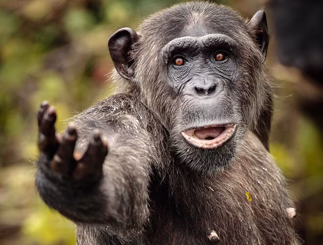 Cụ thể, các nhà nghiên cứu cho một nhóm tinh tinh bao gồm các cá thể trưởng thành và cá thể mới lớn "so tài" với sinh viên đại học. Yêu cầu đưa ra là ghi nhớ vị trí các con số từ 1-9 trên màn hình máy tính sau khi xem qua trong 1 giây. Kết quả, tinh tinh trưởng thành "ngang tài ngang sức" với nhóm sinh viên, trong khi đó, tinh tinh mới lớn "ăn đứt" 2 đối thủ còn lại.