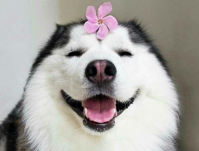 Trí thông minh của chó khác nhau tùy theo từng giống. Chúng có thể nhận ra những người chủ, tiếng xe của chủ nhân hay tự tìm đường về nhà sau một khoảng thời gian dài thất lạc. Ngoài ra, nếu được huấn luyện, những chú chó còn có khả năng đếm và thực hiện những phép tính đơn giản.