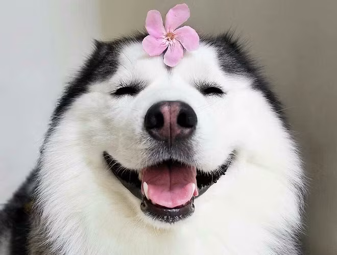 Trí thông minh của chó khác nhau tùy theo từng giống. Chúng có thể nhận ra những người chủ, tiếng xe của chủ nhân hay tự tìm đường về nhà sau một khoảng thời gian dài thất lạc. Ngoài ra, nếu được huấn luyện, những chú chó còn có khả năng đếm và thực hiện những phép tính đơn giản.