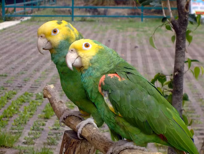 Loài vẹt có thể học cả một danh sách các từ vựng, phân biệt chúng và vận dụng vào những thời điểm thích hợp. Đặc biệt, trong một nghiên cứu, các nhà khoa học phát hiện loài vẹt Cacadu có thể ghi nhớ 90% những gì chúng được con người nói vào tai.