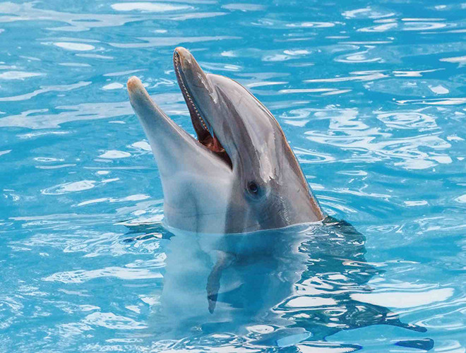 Không chỉ thân thiện, cá heo còn được biết đến là loài động vật sở hữu trí thông minh "siêu đẳng" bậc nhất hành tinh.