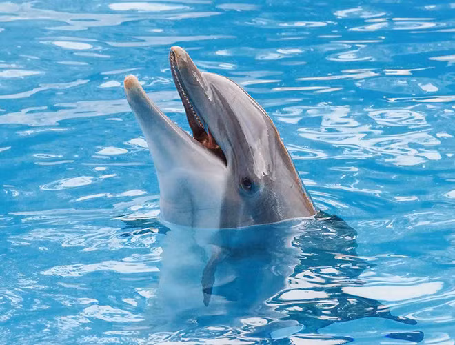 Không chỉ thân thiện, cá heo còn được biết đến là loài động vật sở hữu trí thông minh "siêu đẳng" bậc nhất hành tinh.