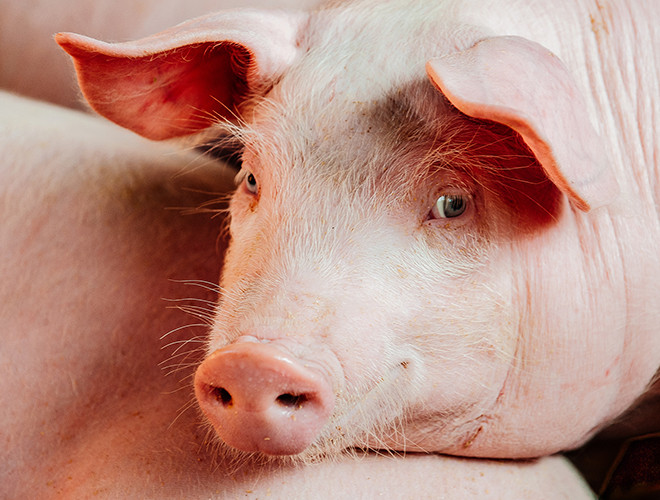 Bên cạnh đó, loài lợn nuôi trong nhà còn có khả năng sử dụng gương để tìm thức ăn bị giấu và đánh lừa những con lợn khác để tranh thủ "thưởng thức" được nhiều thức ăn hơn.