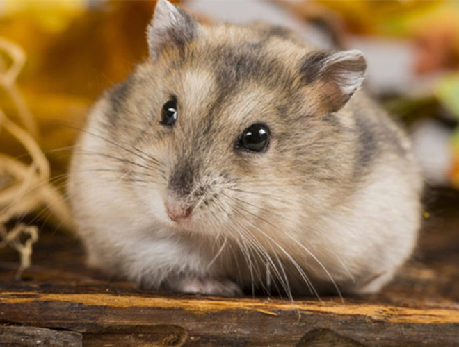 Là một loài gặm nhấm có kích thước nhở, tuy nhiên, chuột lại khiến con người kinh ngạc khi sở hữu trí thông minh tuyệt vời.
