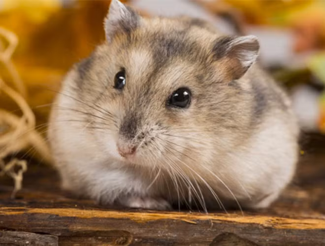 Là một loài gặm nhấm có kích thước nhở, tuy nhiên, chuột lại khiến con người kinh ngạc khi sở hữu trí thông minh tuyệt vời.