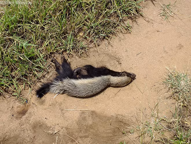 Lửng mật là loài bản địa ở châu Phi, Tây Nam Á và Ấn Độ. Thức ăn chủ yếu của nó là côn trùng, rắn rết và đặc biệt là mật ong. Loài động vật này rất thông minh, biết lần theo những con chim lấy mật để tìm ra vị trí của tổ ong. Bên cạnh đó, chúng còn ranh ma đến mức dám trộm con mồi của báo hoa mai giấu trên cây cao.