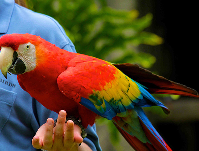 Với khả năng bắt chước tiếng nói của con người, vẹt được xếp vào danh sách những loài động vật thông minh bậc nhất hành tinh.