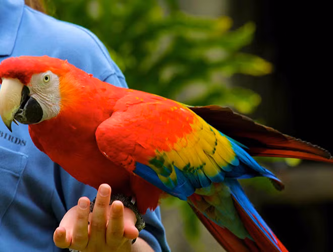 Với khả năng bắt chước tiếng nói của con người, vẹt được xếp vào danh sách những loài động vật thông minh bậc nhất hành tinh.