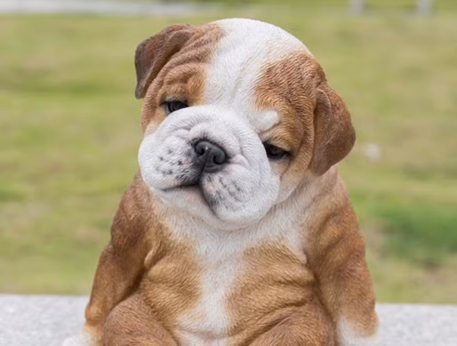 Chó là loài động vật gần gũi với con người. Bên cạnh bản tính trung thành, chúng còn gây ấn tượng bởi trí thông minh vượt trội.