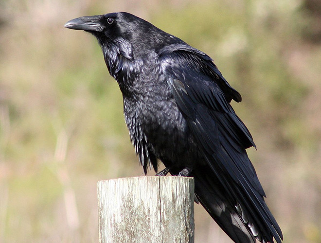 Trong nhiều thí nghiệm, người ta thấy quạ dùng que củi để móc thức ăn ngoài tầm với, bẻ cong thanh kim loại mỏng để làm công cụ mặc dù trước đó chưa hề được tiếp xúc.