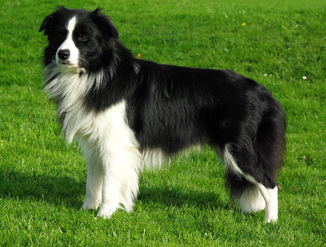 Border Collie được biết đến là giống chó thông minh nhất thế giới với khả năng học khoảng 1.000 từ và thực hiện được các nhiệm vụ phức tạp.