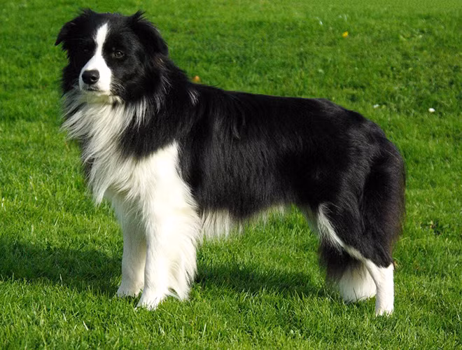 Border Collie được biết đến là giống chó thông minh nhất thế giới với khả năng học khoảng 1.000 từ và thực hiện được các nhiệm vụ phức tạp.