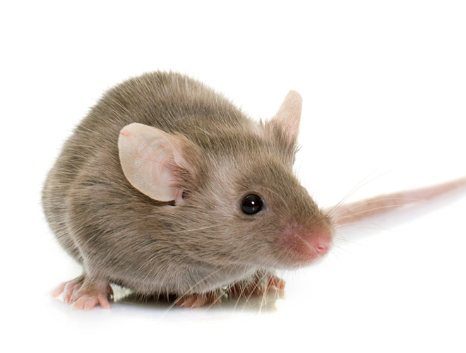 Chuột có một khả năng ghi nhớ tốt. Trong phòng thí nghiệm ở Canada, những con chuột đã xuất sắc tìm ra lối tắt, sơ hở và thoát khỏi một mê cung được thiết kế bởi bộ óc của những nhà khoa học hàng đầu hiện nay.