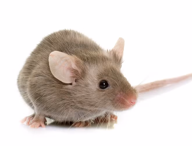 Chuột có một khả năng ghi nhớ tốt. Trong phòng thí nghiệm ở Canada, những con chuột đã xuất sắc tìm ra lối tắt, sơ hở và thoát khỏi một mê cung được thiết kế bởi bộ óc của những nhà khoa học hàng đầu hiện nay.