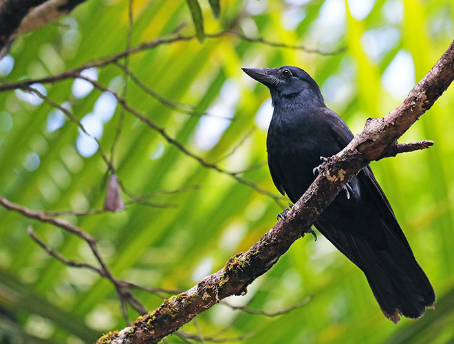 Các thành viên của họ Qụa cũng biết theo dõi các loài chim khác, ghi nhớ nơi chúng cất giấu thức ăn và mò tới "lấy cắp" khi con chim kia rời khỏi địa điểm đó.