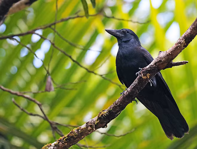 Các thành viên của họ Qụa cũng biết theo dõi các loài chim khác, ghi nhớ nơi chúng cất giấu thức ăn và mò tới "lấy cắp" khi con chim kia rời khỏi địa điểm đó.