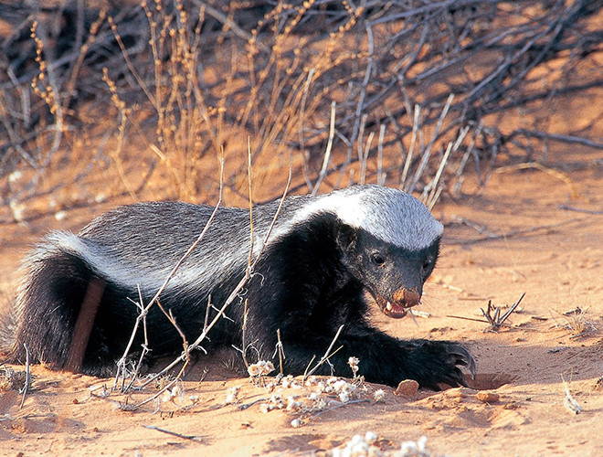 Lửng mật có lớp da rất dày và chắc. Vũ khí tự vệ của chúng là bộ móng vuốt dài và hàm răng sắc nhọn cực khỏe. Đặc biệt, chúng có khả năng đề kháng nọc độc. Các nhà làm phim về thế giới động vật đã chứng kiến cảnh lửng mật bị rắn hổ lục cắn khiến nó lịm đi. Tuy nhiên, chỉ 2 giờ sau, lửng mật tỉnh dậy và... khỏe mạnh như thường.