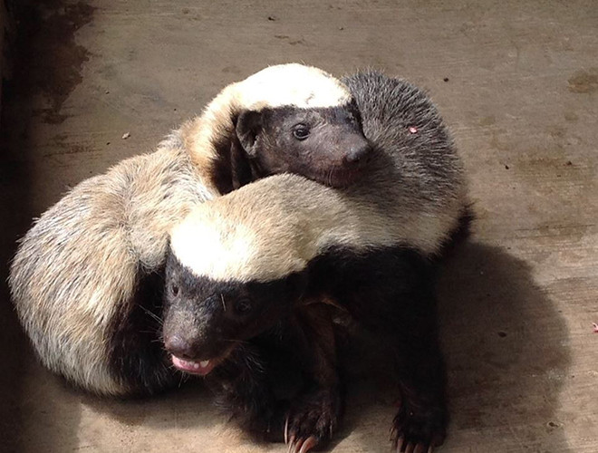 Lửng mật là động vật ăn thịt có họ với chồn. Tuy nhiên, khác với những người anh em với "mùi hương" đặc trưng, động vật này với bản tính bất cần, liều lĩnh và cực kỳ thông minh.