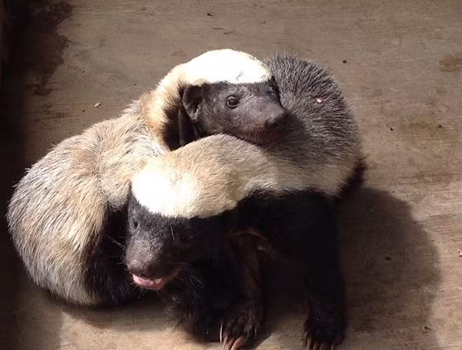 Lửng mật là động vật ăn thịt có họ với chồn. Tuy nhiên, khác với những người anh em với "mùi hương" đặc trưng, động vật này với bản tính bất cần, liều lĩnh và cực kỳ thông minh.