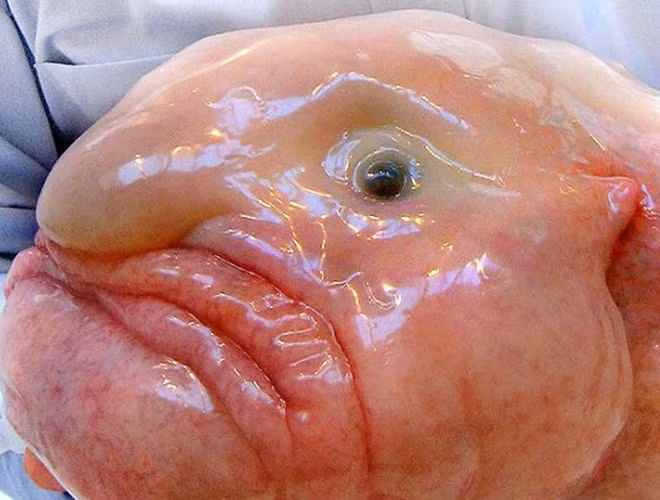 Vẻ ngoài được so sánh với nhân vật Jabba the Hut trong phim Star Wars (Chiến tranh giữa các vì sao), loài cá này có ngoại hình xấu xí nhất. Cá giọt nước có màu da trắng sữa hoặc hồng. Nếu nhìn theo phương nằm ngang, chúng giống gương mặt người đàn ông béo phì mang dáng vẻ cáu gắt, mũi hình củ hành.