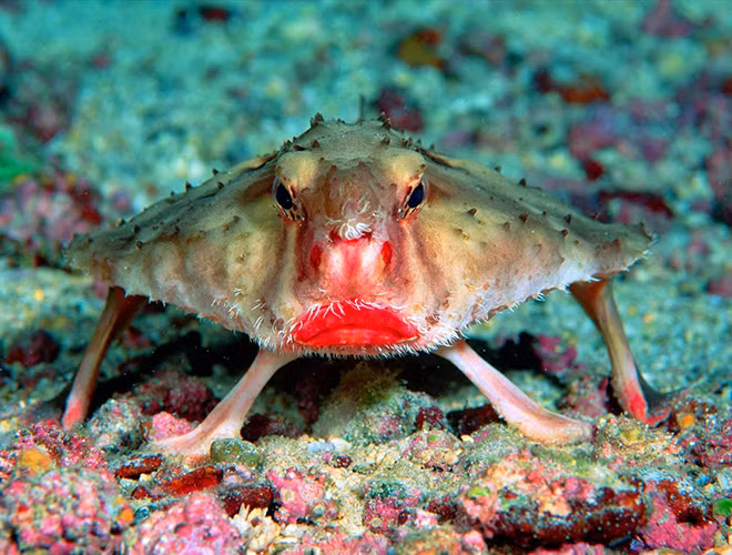 Khi trưởng thành, vây trên lưng của cá dơi môi đỏ sẽ phát triển giống như một ngón tay trên đỉnh đầu. Theo các nhà khoa học, cái vây này được nó dùng để thu hút, "bẫy" con mồi. Thức ăn của chúng là những con cá, tôm, giáp xác.