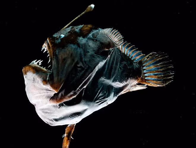 Thân hình xấu xí là lợi thế của cá cần câu, giúp chúng ẩn nấp và chờ đợi con mồi tự sa vào miệng. Với khả năng săn mồi "cực đỉnh", loài cá này còn được gọi là "quái vật" của biển khơi.