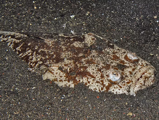 Cá Stargazer (chiêm tinh hay sao Nhật) có tên khoa học là Pleuroscopus pseudodorsalis. Đây là loài cá thường sống ở độ sâu từ 40-800m dưới đáy biển, có chiều dài cơ thể từ 18-90cm.