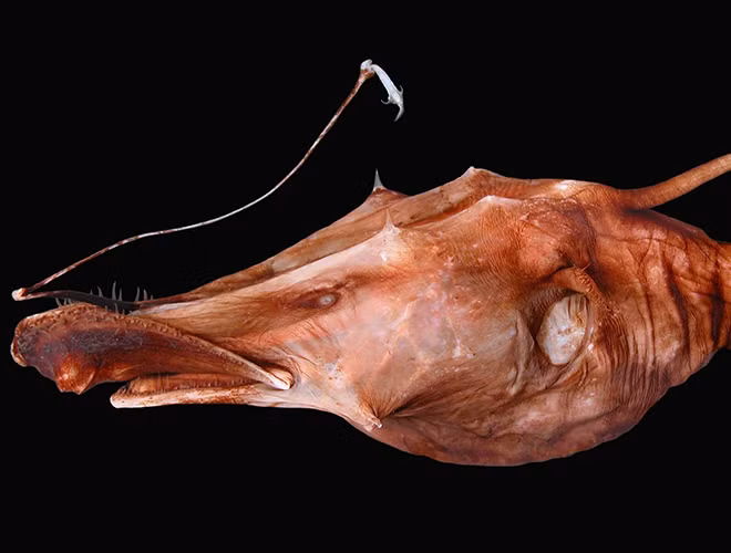 Chiếc "cần câu" của cá Wolftrap khiến con mồi tự lao vào miệng chúng. Với hàm và dạ dày có khả năng tự giãn nở, cá cần câu có thể tiêu hóa được con mồi lớn gấp đôi cơ thể chúng.