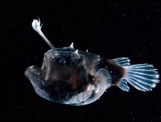 Cá cần câu hay cá Wolftrap (Anglerfishes) thuộc họ cá xương Lophiiformes, sinh sống tại các vùng nước sâu thuộc Đại Tây Dương và Thái Bình Dương.