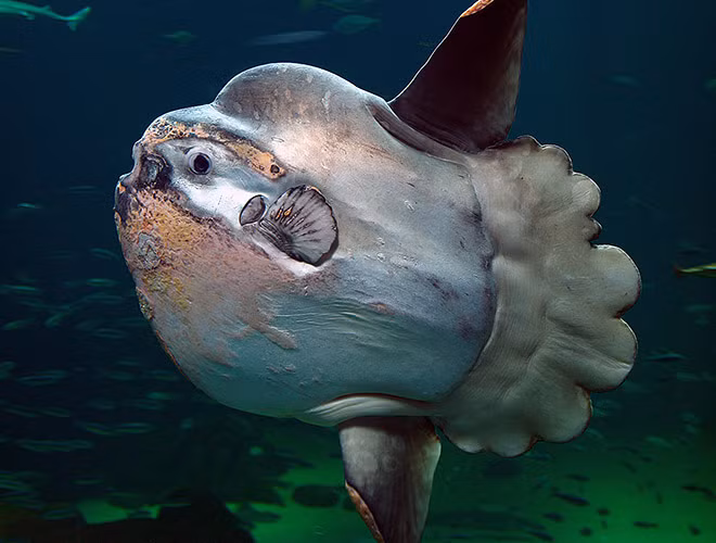 Loài cá này có hình dạng khá kỳ lạ. Nhìn tổng thể chúng có thân hình bầu dục tròn ở phía trước và dẹt về phía đuôi. Chiều dài thân có thể đạt từ 3,5-5,5m. Đặc biệt, miệng của loài cá này rất nhỏ, mỗi hàm có hai răng dính vào nhau làm thành một cái mỏ. Với cái miệng đặc dị như vậy nên chúng không thể nuốt mồi to mà chỉ chuyên ăn giáp xác nhỏ và các phiêu sinh vật khác.