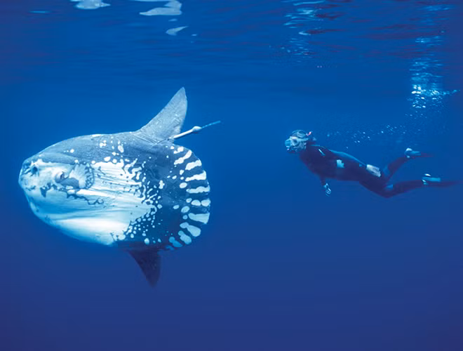 Lúc còn nhỏ, cá mặt trăng cũng như bao loài cá khác, bơi rất khỏe theo đàn. Cho đến khi lớn, chúng càng trở nên lười biếng, chỉ sống một mình và thả cơ thể trôi lơ lửng theo dòng hải lưu đến khắp các đại dương.