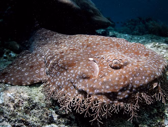 Cá mập Wobbegong sinh sống ở vùng rạn san hô ven bờ ngoài khơi phía bắc Úc, New Guinea và những đảo lân cận, được biết đến là một trong những loài cá mập "dị" nhất hành tinh.