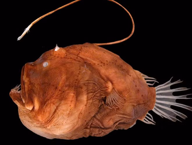 Cá cần câu sở hữu thân hình kỳ dị với chiếc đầu "ngoại cỡ", hàm trên lớn bất thường và có thể gập xuống để ngậm trọn hàm dưới. Ngoài ra, chúng còn gây chú ý nhờ chiếc "cần câu" tự nhiên trên đỉnh đầu.