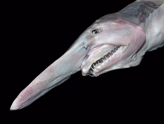 Cá mập Goblin (cá mập yêu tinh) cũng được coi là loài cá kỳ lạ nhất hành tinh.