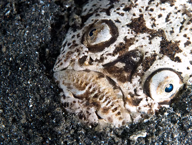 Sở hữu màu da phù hợp với màu cát biển, cá chiêm tinh được mệnh danh là "bậc thầy ngụy trang". Chúng phục kích con mồi bằng cách ẩn mình dưới lớp cát mỏng chỉ có đôi mắt nhô cao quan sát. Chúng ăn cá nhỏ hơn, bạch tuộc và mực.