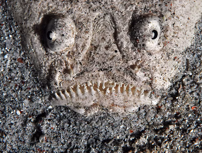 Với hàm răng lởm chởm, nhọn hoắt và đôi mắt hung ác, cá chiêm tinh cũng được xếp vào những loài cá xấu xí nhất thế giới.