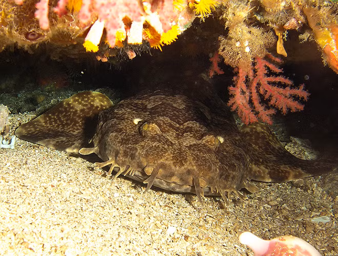 Wobbegong sở hữu thân hình khá to lớn theo dáng dẹt, màu sắc da lốm đốm và những cái râu xung quanh, bởi vậy chúng còn được gọi là cá mập thảm. Cá mập Wobbegong được mệnh danh là "bậc thầy ngụy trang" dưới đáy đại dương. Bằng cách lợi dụng tấm da lốm đốm màu sắc và râu ria giống như rong biển, chúng giả làm san hô, ẩn thân trong lớp cát dưới đáy biển.
