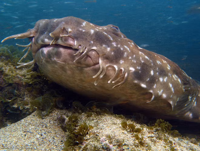 Hiện tại, cá mâp thảm Wobbegong được xếp vào loại động vật ở mức gần nguy cấp.
